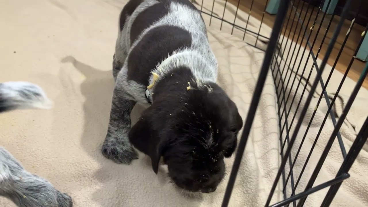 4-Week Old C Litter vom Prairie-Flusstal Finishing Up Their 1st Meal of Puppy Gruel