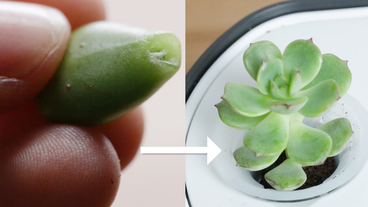 How To Regrow Succulents In Your Aerogarden