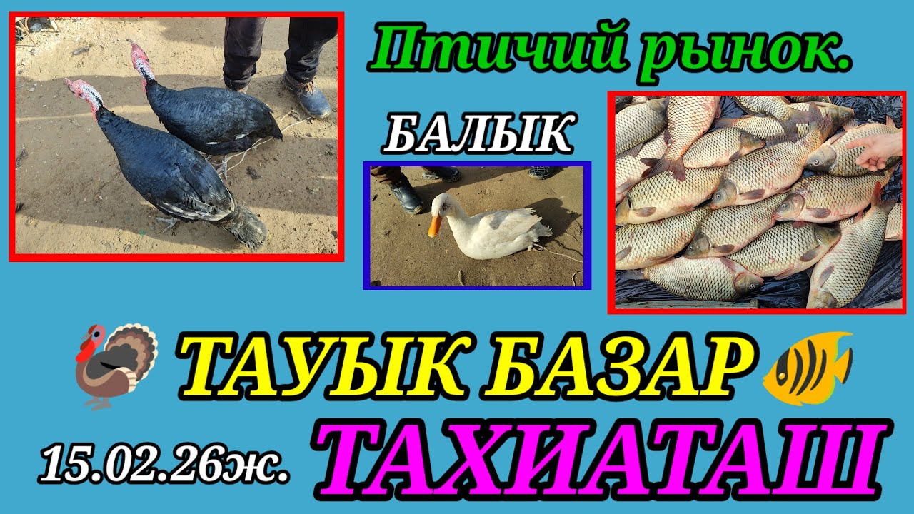 ТАУЫК БАЛЫК БАЗАР ПТИЧИЙ РЫНОК РЫНОК РЫБ #тахиаташ#каракалпакистан#бахалары#цены#балык#рыба#куры