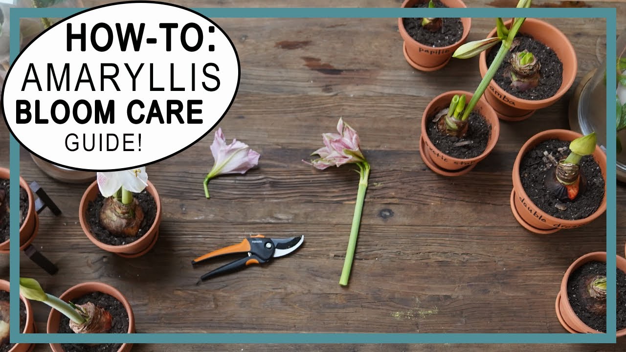 Amaryllis Bloom Care! Must-Know Amarylllis Care From Potting to Flowers: Pruning, Light and Water.