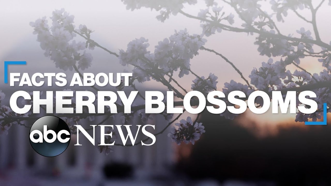 Cherry blossoms: Fast facts