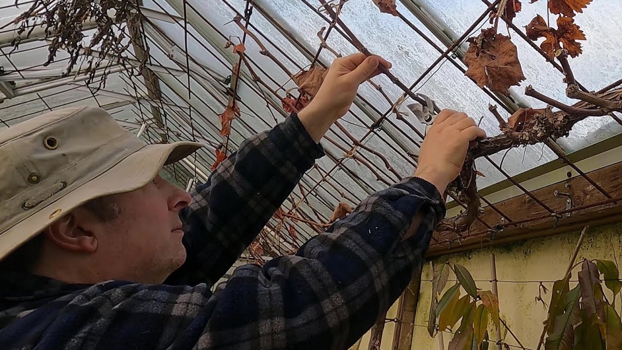 Winter pruning of grapevines