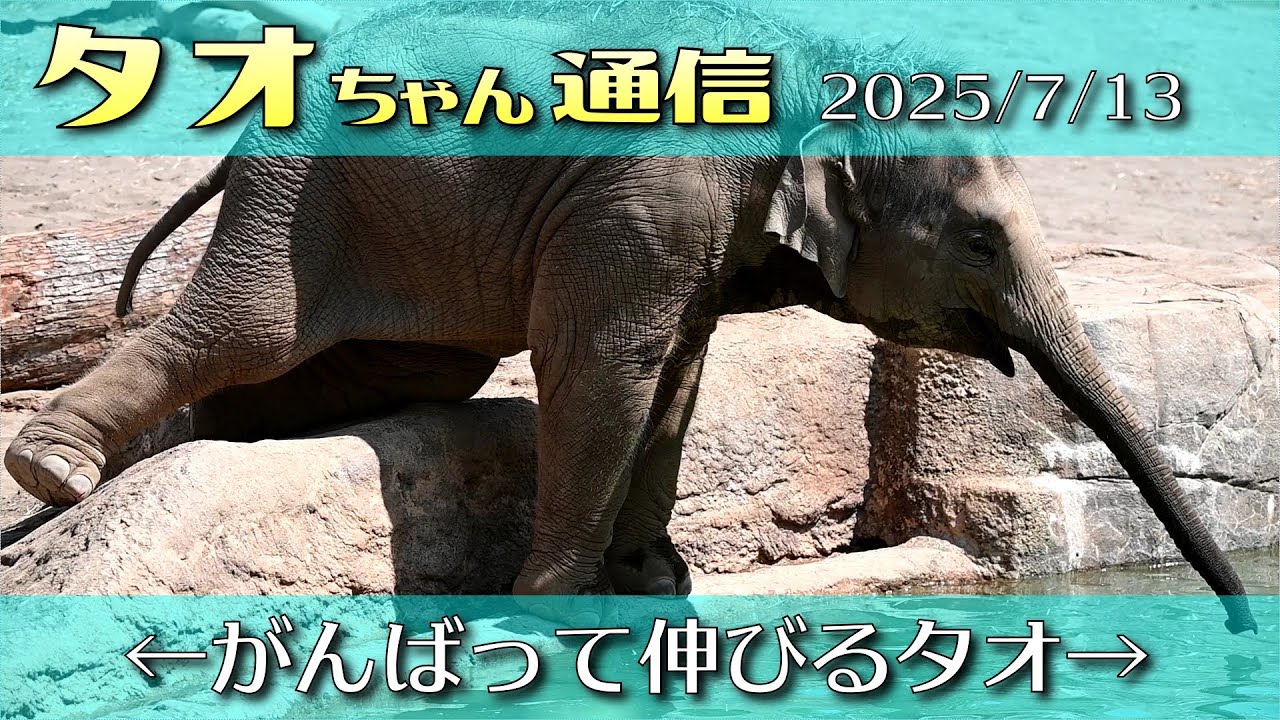 タオちゃん通信 2025/7/13 がんばって伸びるタオ #円山動物園 #アジアゾウ