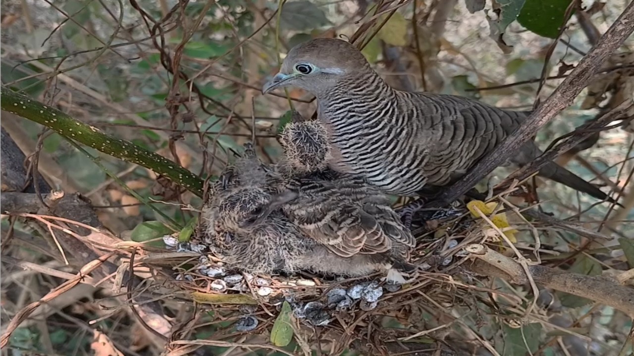 A mother’s love in the wild 🥺
