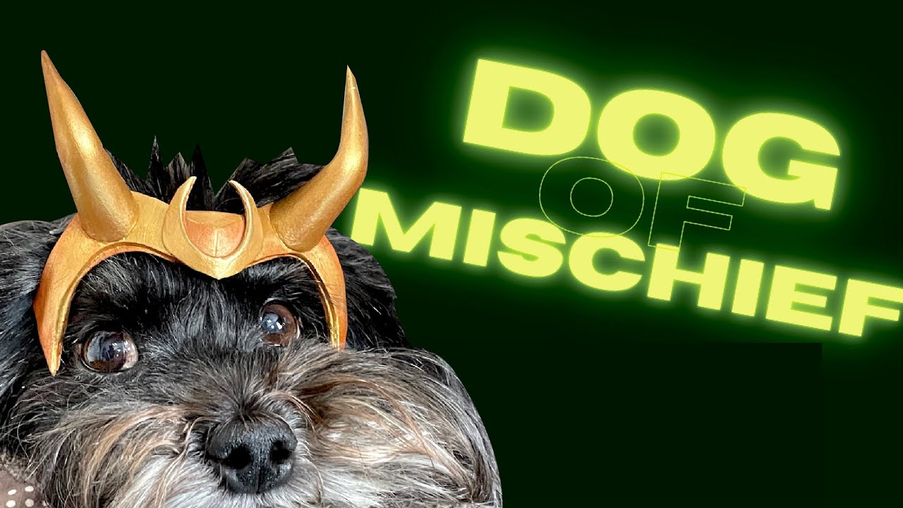 Loki EVA Foam Cosplay Horns For Your Pet! - DIY Tutorial & Template for tiny EVA Foam Cosplay Horns