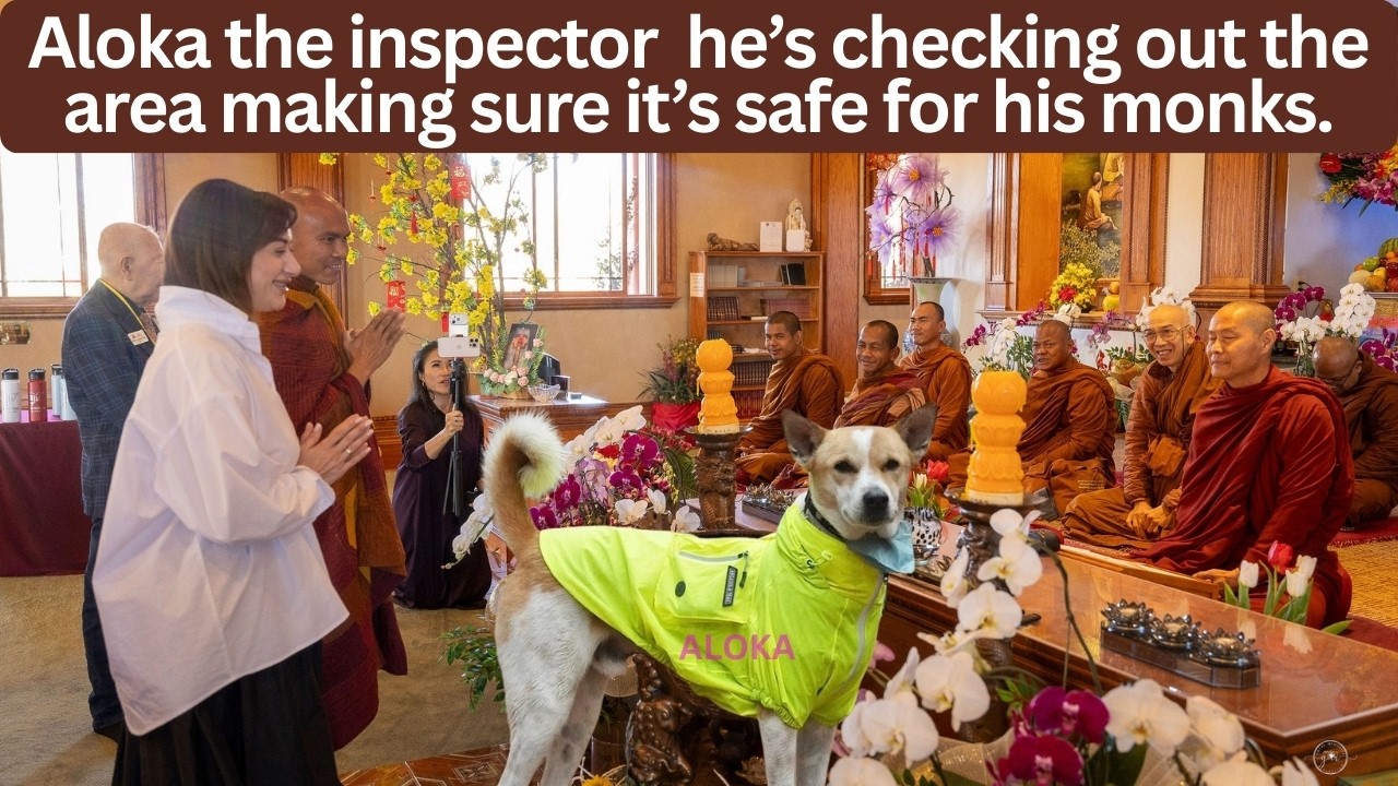 Aloka the inspector  he’s checking out the area making sure it’s safe for his monks.