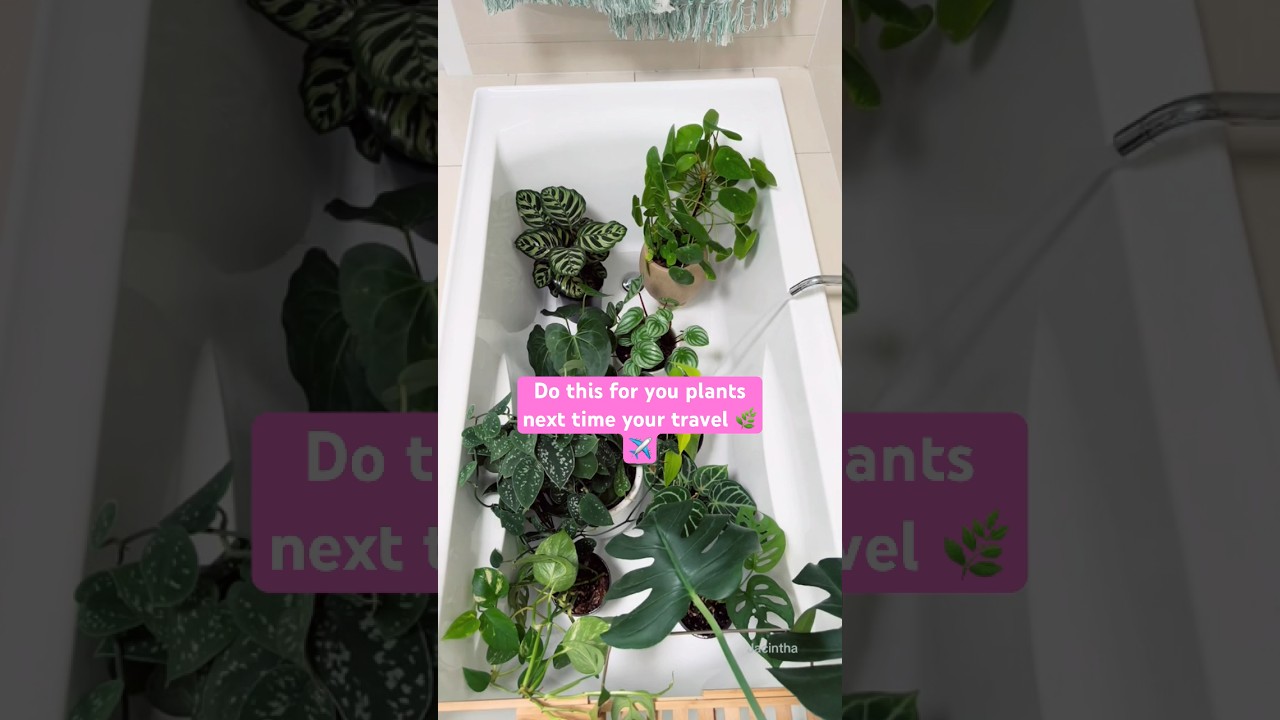 My favourite watering hack for plant parents heading on vacation #bathroomgoals #plants