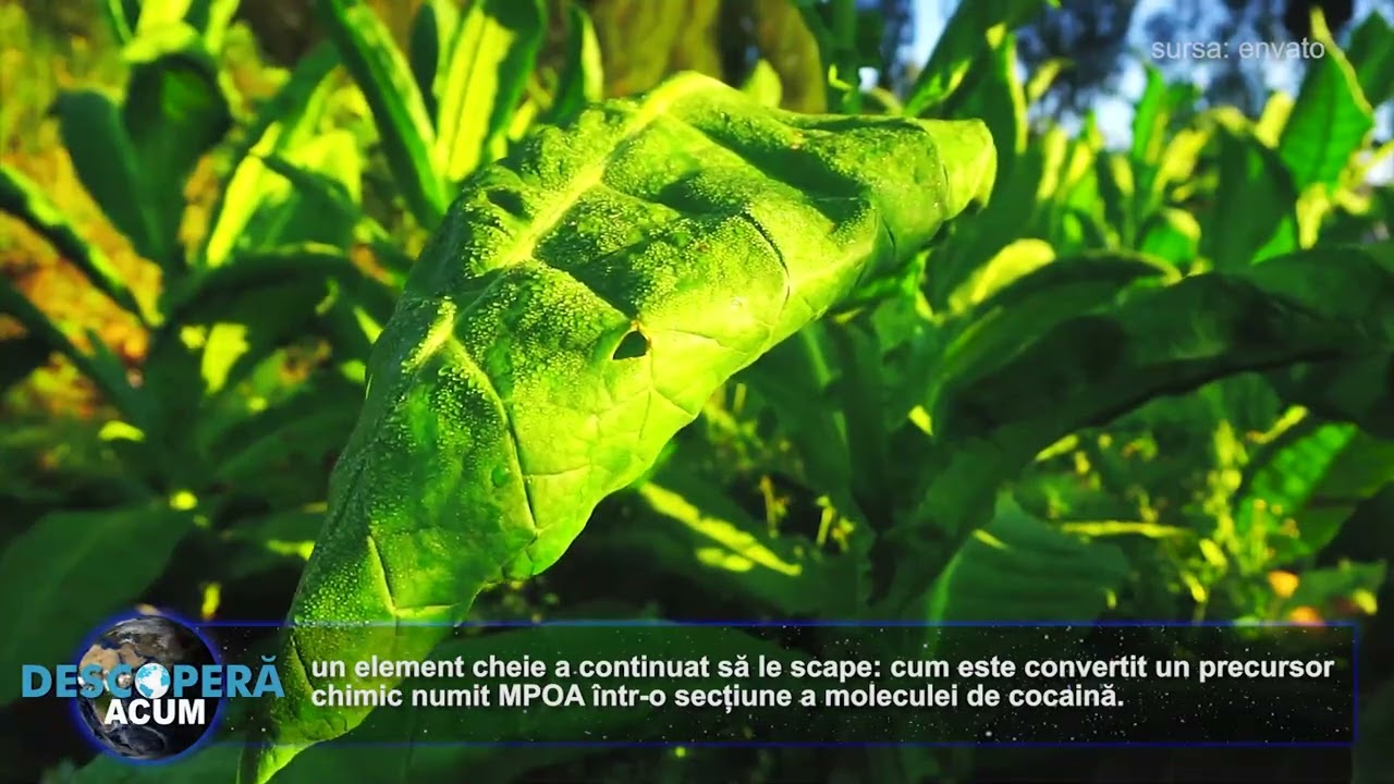 Cercetatorii chinezi au obtinut cocaina din planta de tutun
