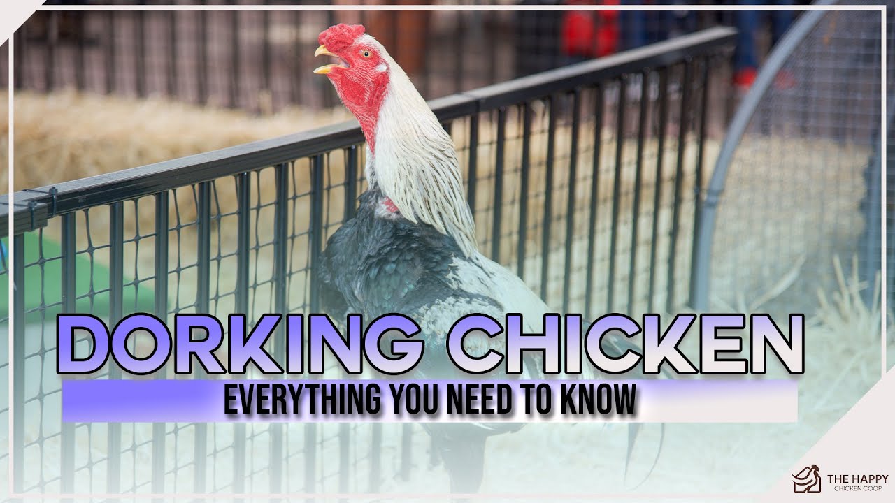 The Dorking Chicken Everything You Need to Know