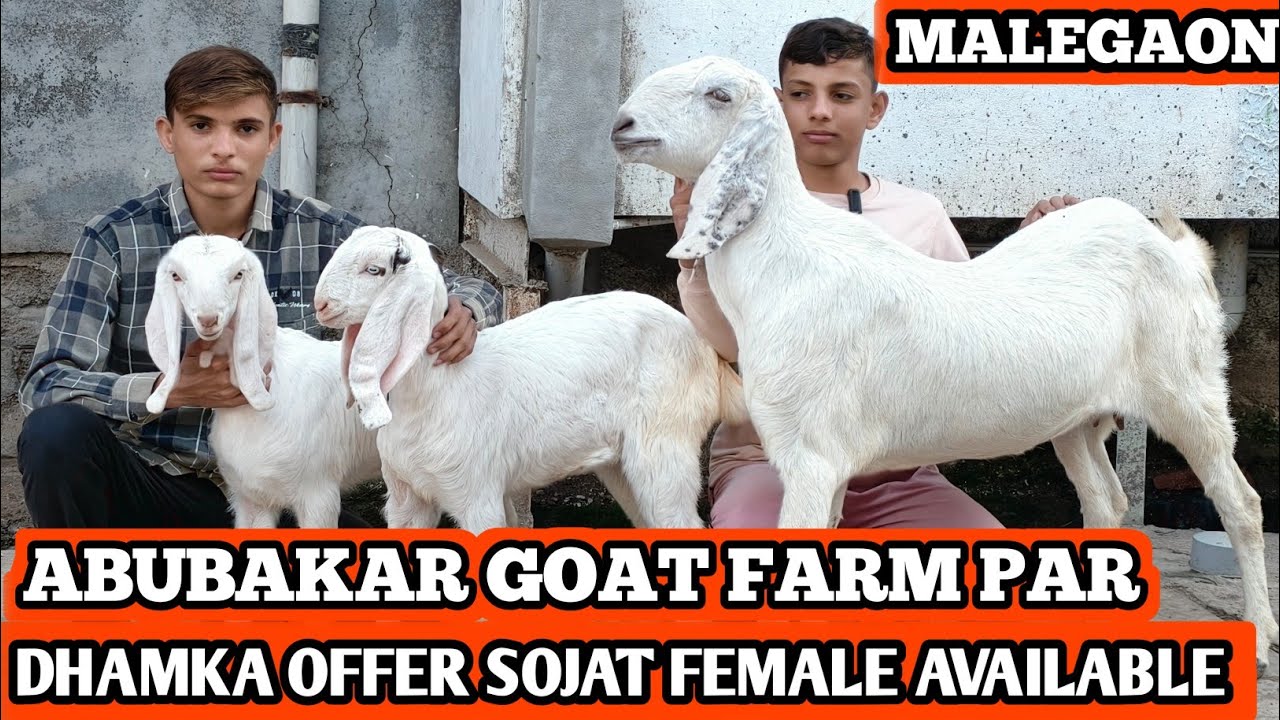 MALEGAON ME ABUBAKAR GAOT FARM PAR  SOJAT FEMALE AVAILABLE 