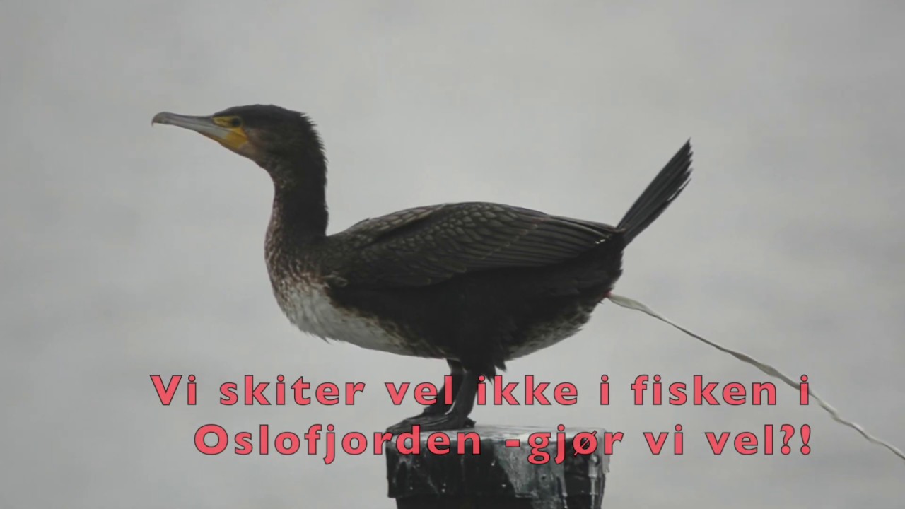 Myndighetene lurer på hvor fisken i Oslofjorden har blitt av
