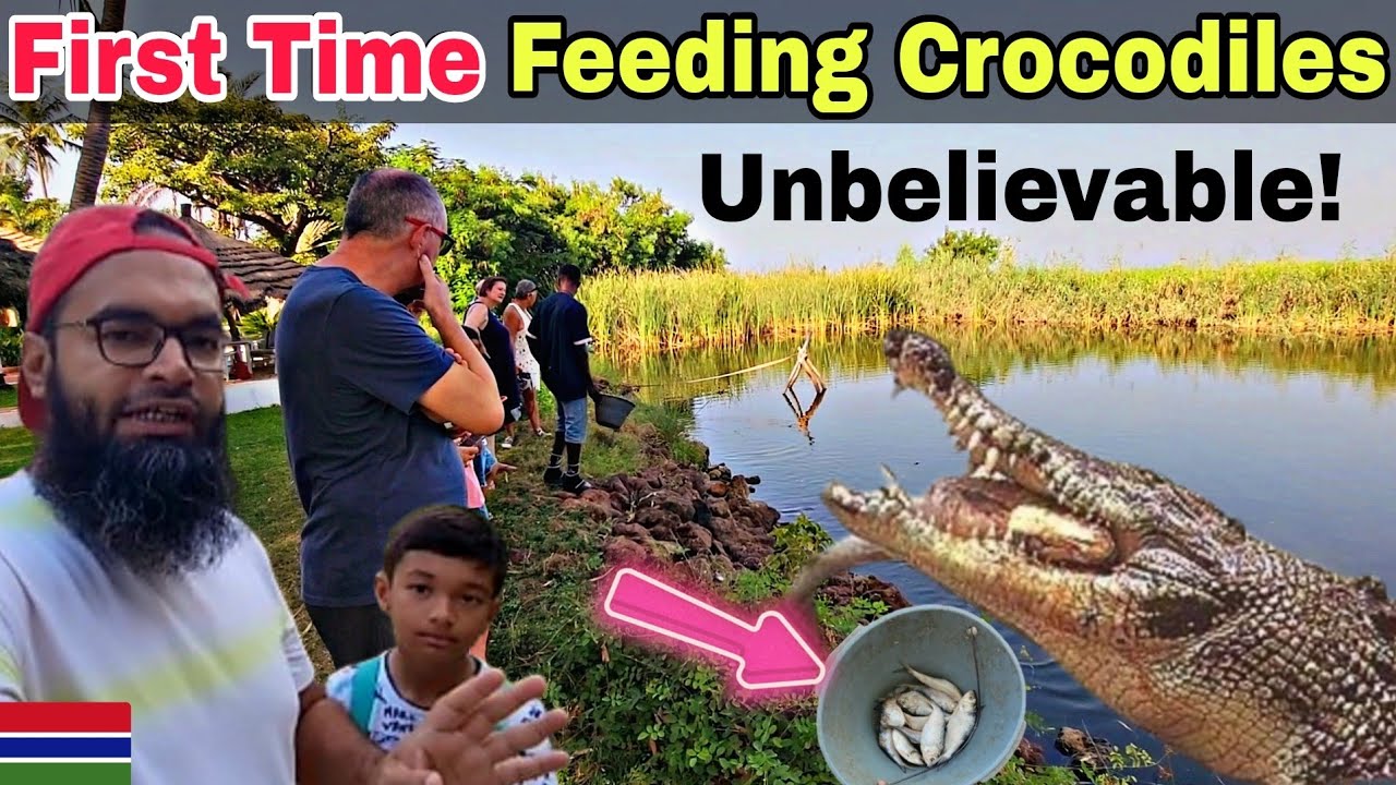 Crocodile Feeding Adventure at Calypso Bar | Gambia's Must-Visit Tourist Spot | Unique Tree & Beach