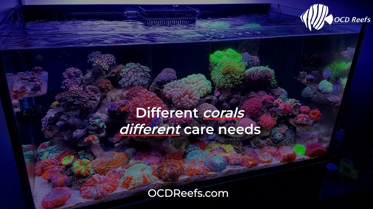 Saltwater Aquarium Coral Guide for Healthy Reef Tanks