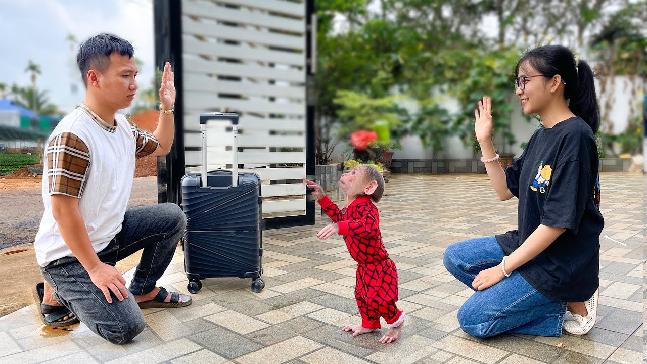 Monkey Cubis Cries to Join Dad’s Business Trip!
