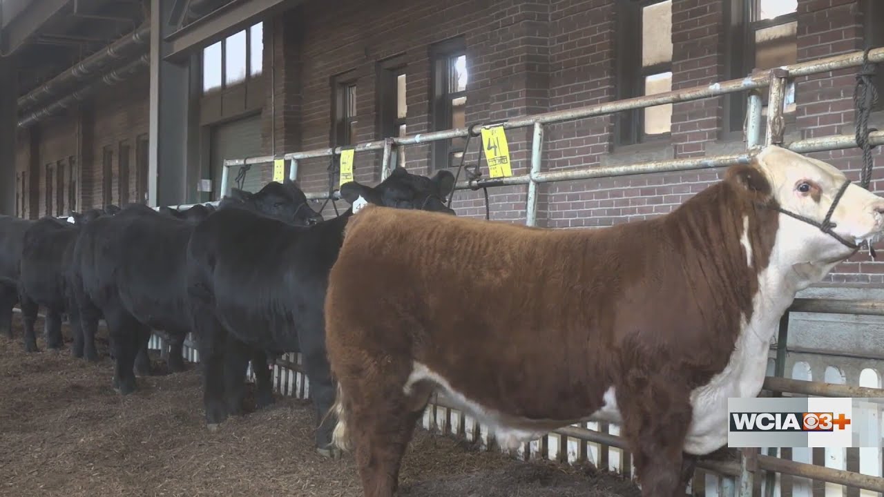 From the Farm: Beef association CEO criticizes Trump admin's Argentine beef plan