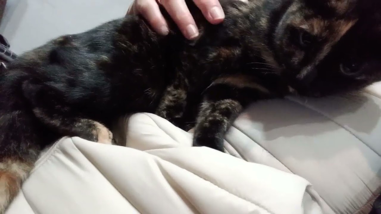 Una gatita super cariñosa 