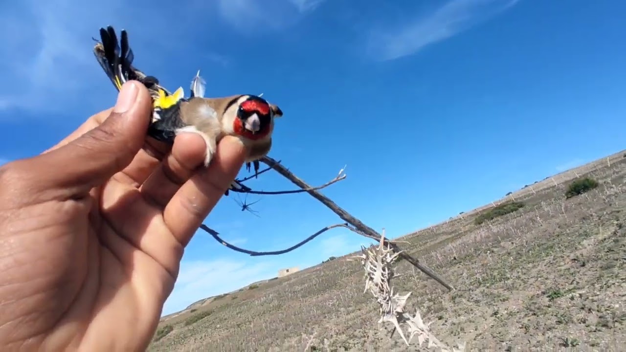 شاهد أحسن فيديو لصيد طائر الحسون المهاجر بكميات  كبيرة  وصيد طفرة دقن أبيض😱😱😱😱😱😱😱😱🦜🦜🦜💥👍👍