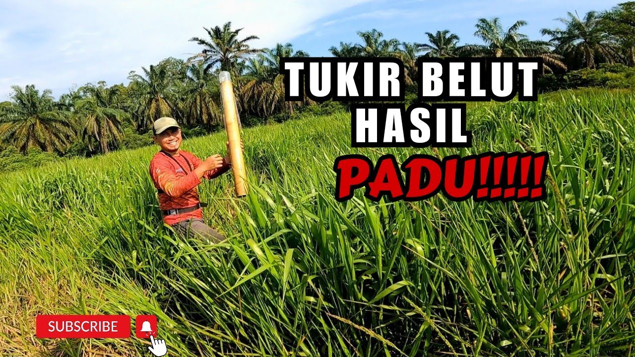 TUKIR BELUT HASIL PADU #vlog149 #unlimitedhobby #unlimitedfishing #amazinghobby