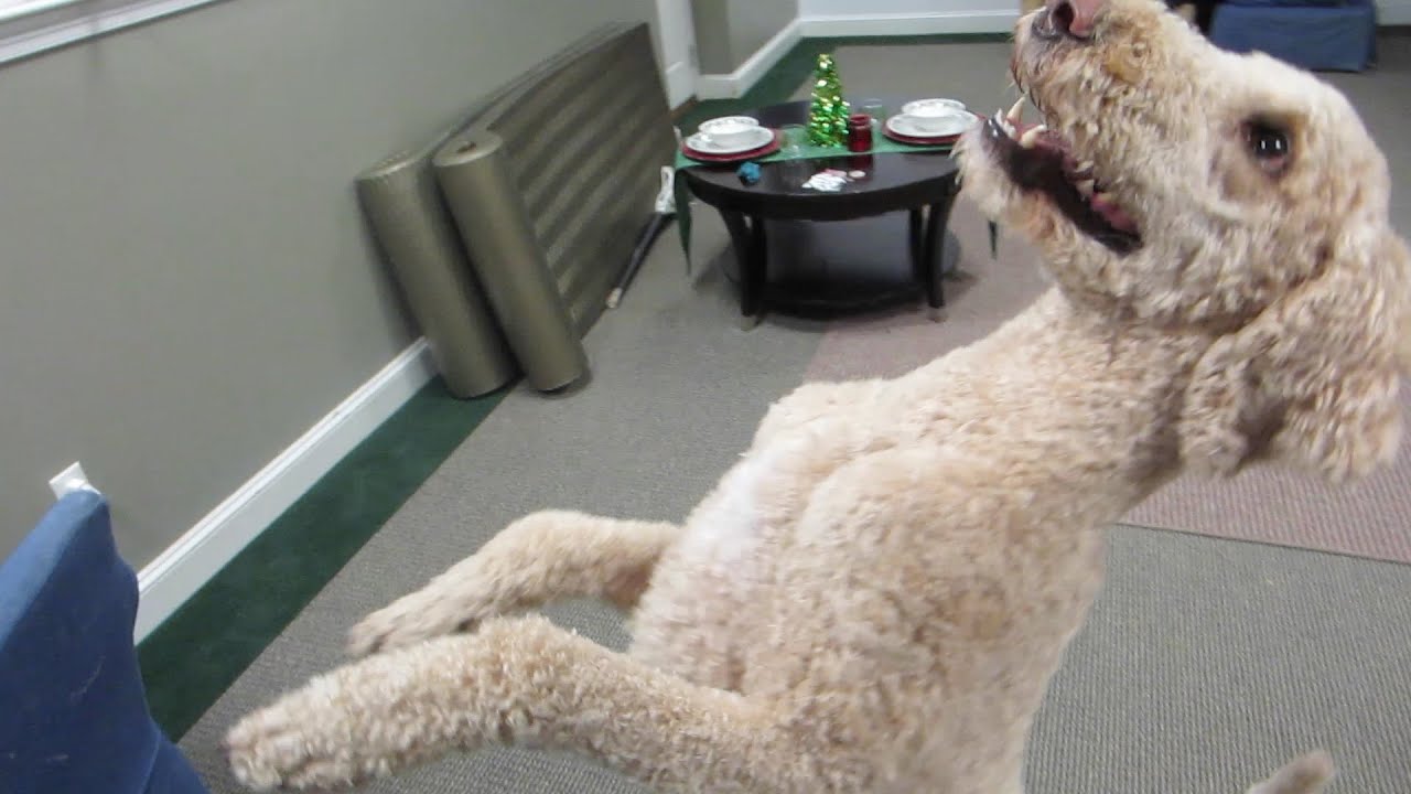 TEACHING A SERVICE DOG NEW TRICKS! (11.14.15)