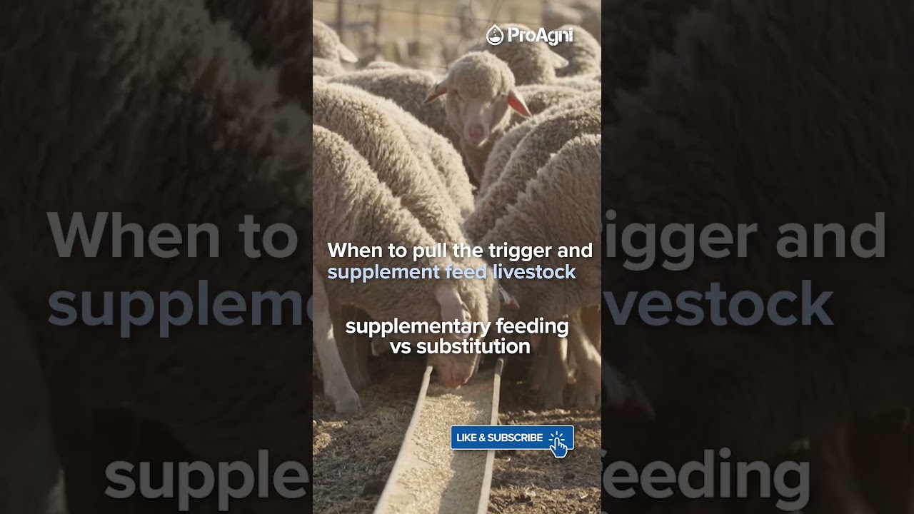 Seasonal dry conditions. When to move to livestock to confinement & supplement feeding. 