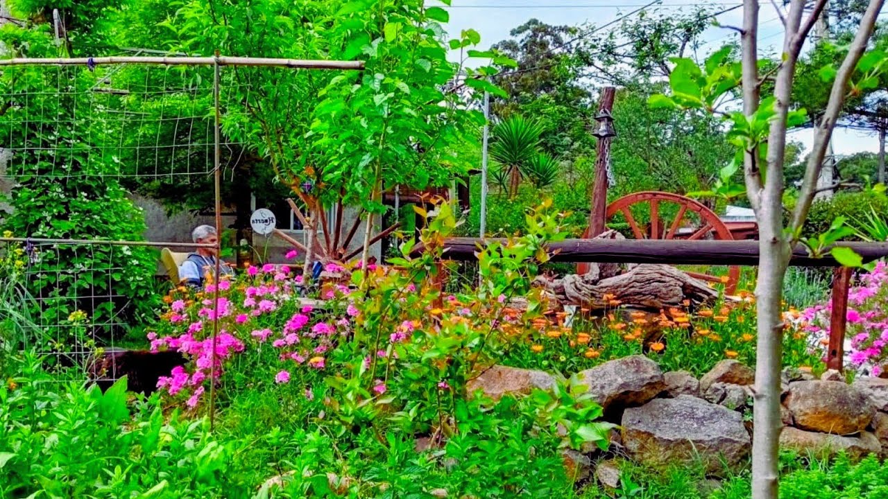 Viviendo una vida sencilla, autosuficiente#huertoorganico #gallinasencasa #permacultura.