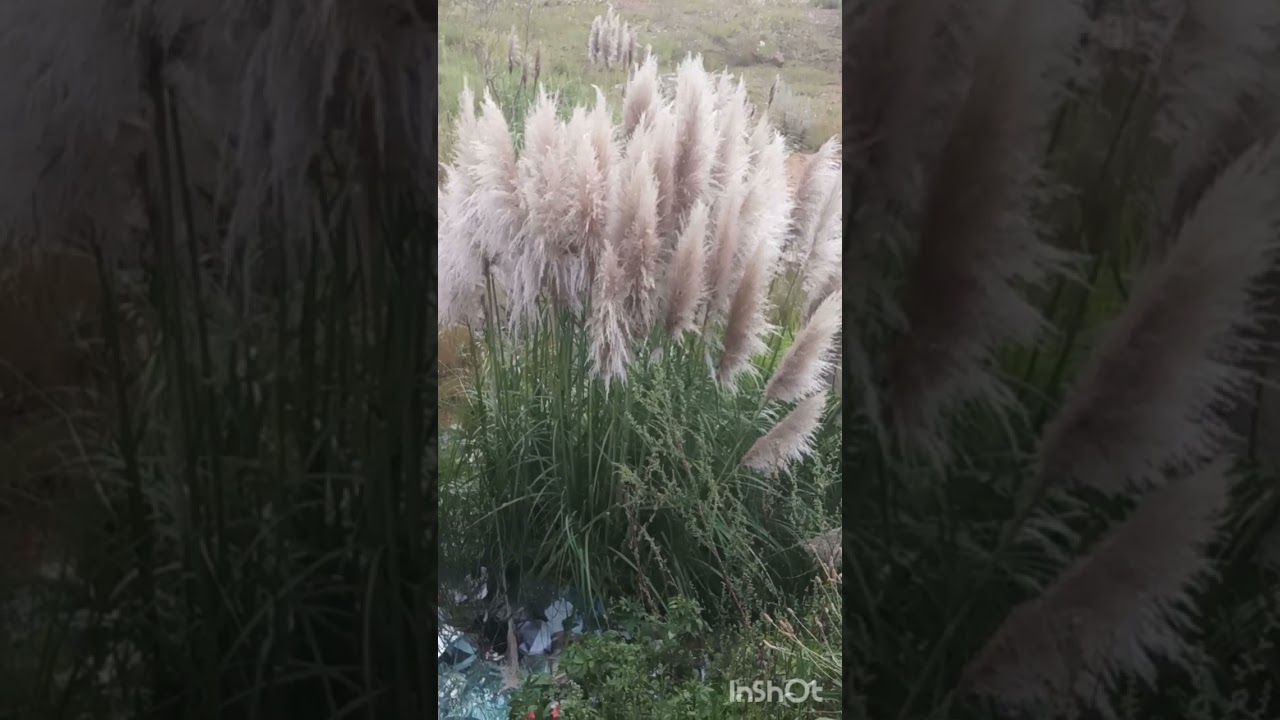 Can you identify herbs, flowers & weeds ?