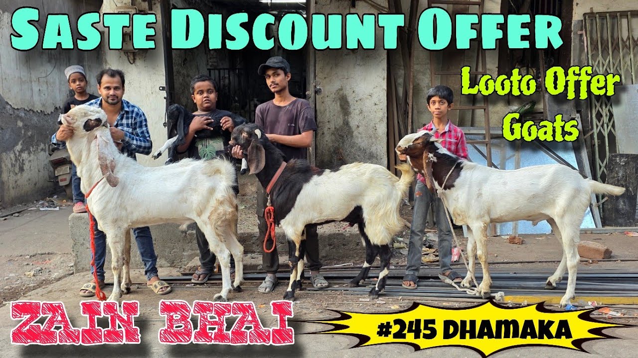 2026 Qurbani Saste Offer Goat At ZAIN BHAI | Dhamaka Mandi Se Bhi Saste Bakre In Bhiwandi 