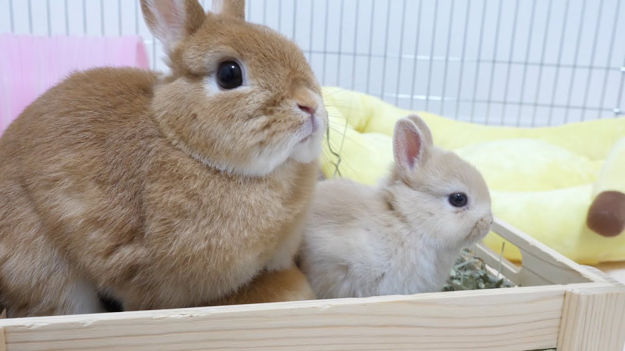 我が子が立派に育って誇らしげなママうさぎ【ネザーランドドワーフ】