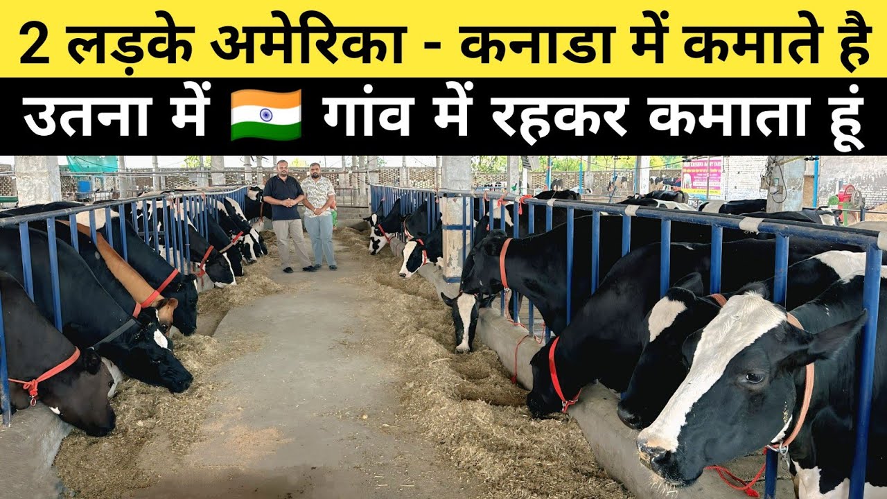 दो भाई इस HF Dairy Farm से कमा रहे हैं मोटा मुनाफा | Dairy Farming | Dairy Farm Business Plan
