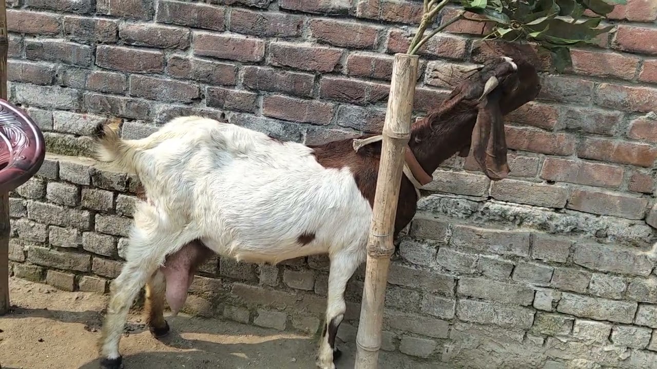 ছাগল টি বিক্রয় করা হবে প্রয়োজন যোগাযোগ করবেন 