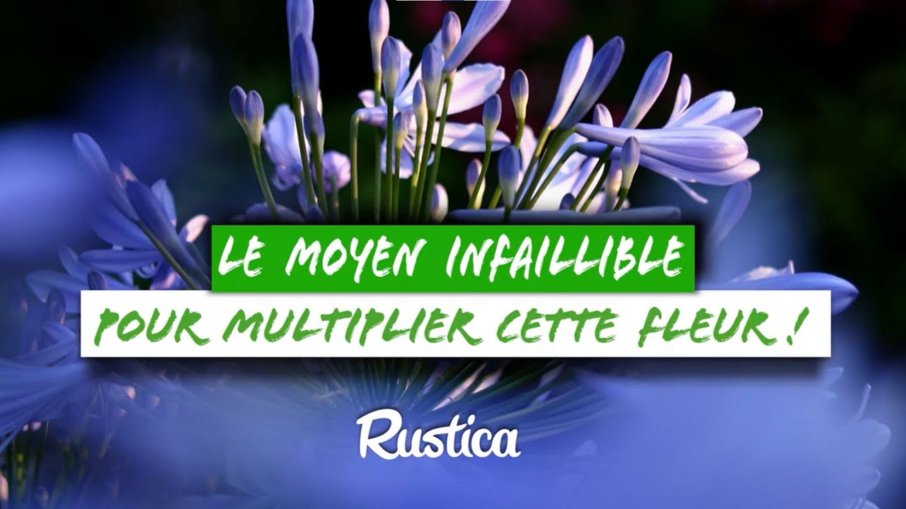 Diviser et multiplier l'agapanthe cultivée en pot