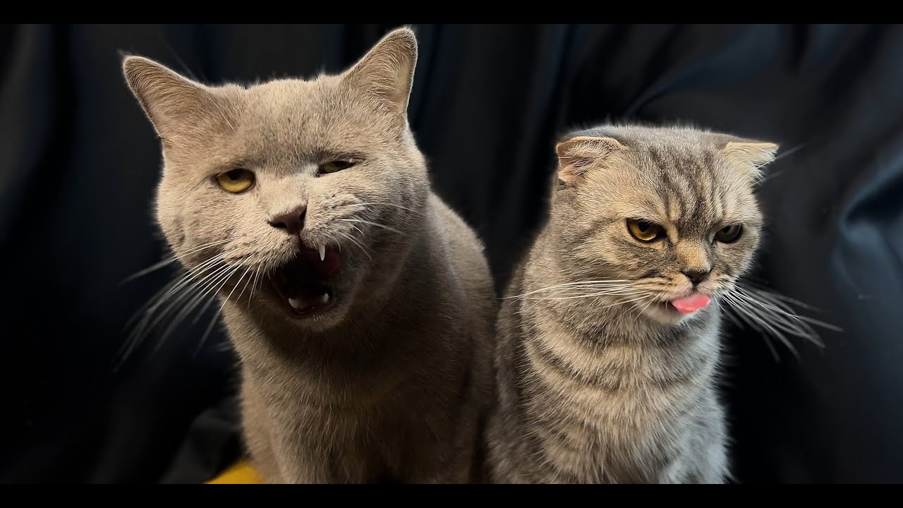 ASMR Cats Eating Seafood Feast 🐟🦐 Ice Cream Tuna, Crab, Shrimp & Salmon | Relaxing Cat Eating Sounds