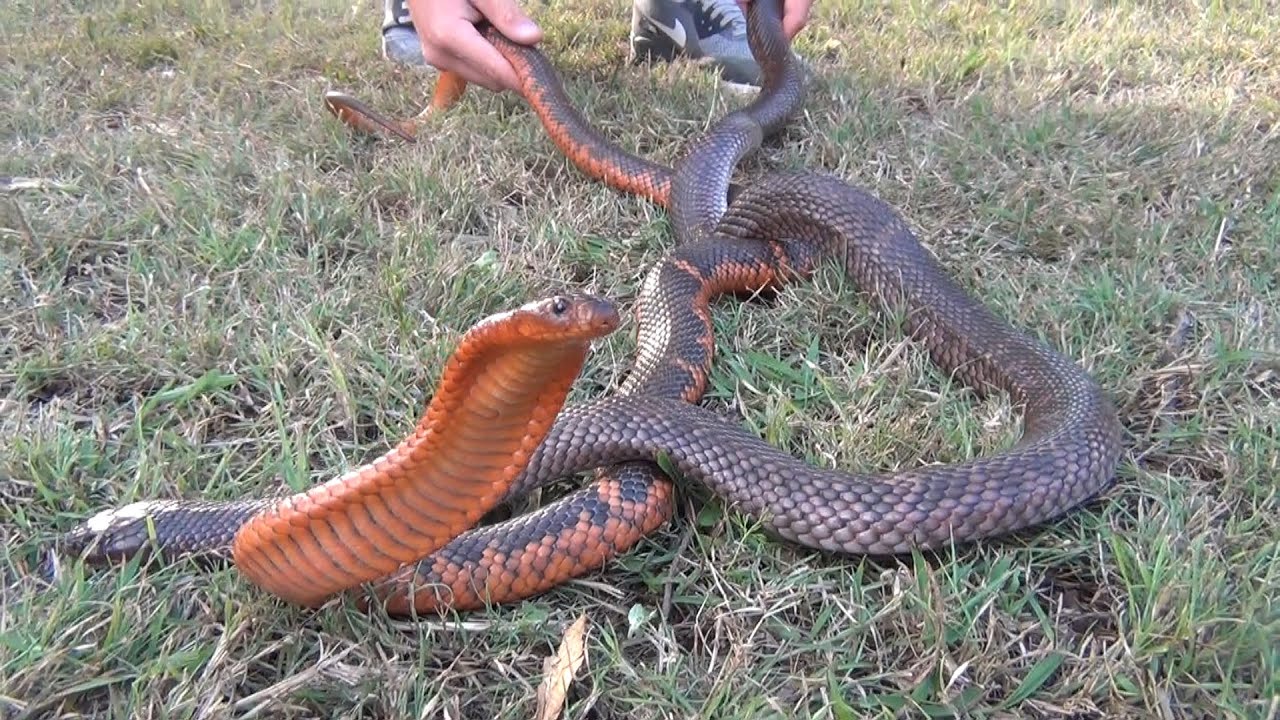 Australian Elapids with Kris Smith : K Brothers Pythons ep.16