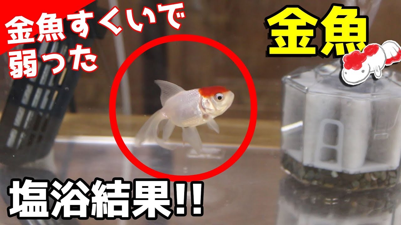 [金魚すくい]へたってた丹頂復活ｗ完結編(^O^)／