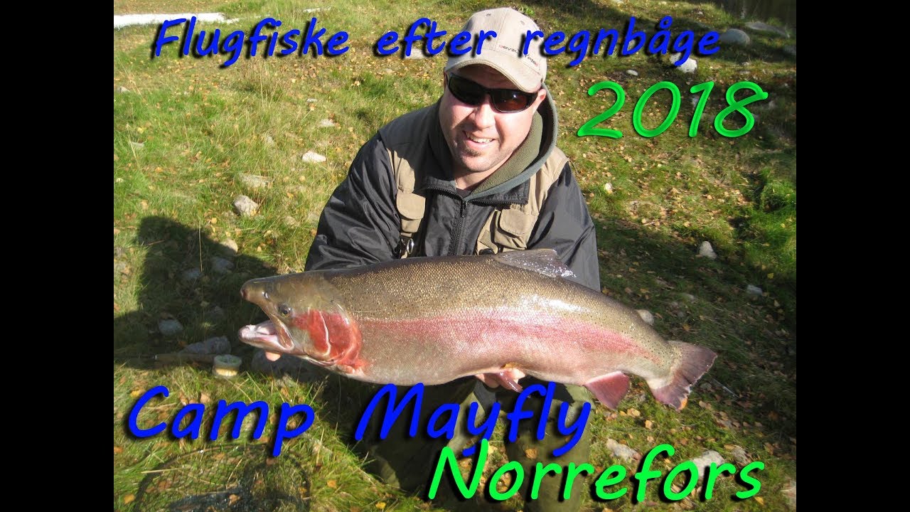 Flugfiske efter regnbåge i Norrefors 2018/ Fly fishing for rainbow trout in Norrefors 2018