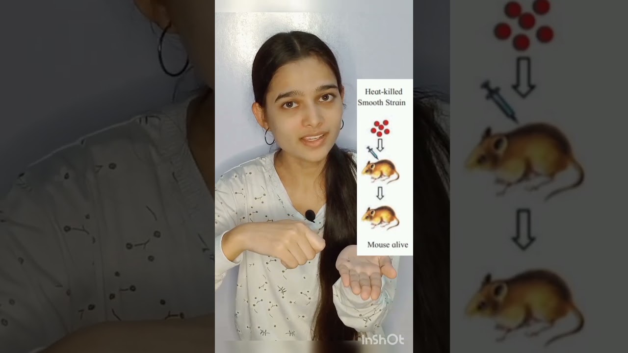 #part_11#griffith experiment#search of genetic🧬 material#molecular_basis_of_inheritance#dosubscribe