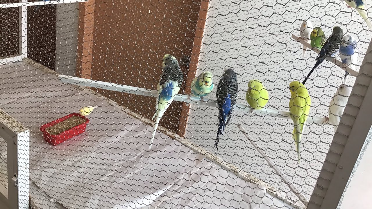 Todo Sobre Limpieza En El Aviario! // Cómo limpiar y desinfectar las jaulas