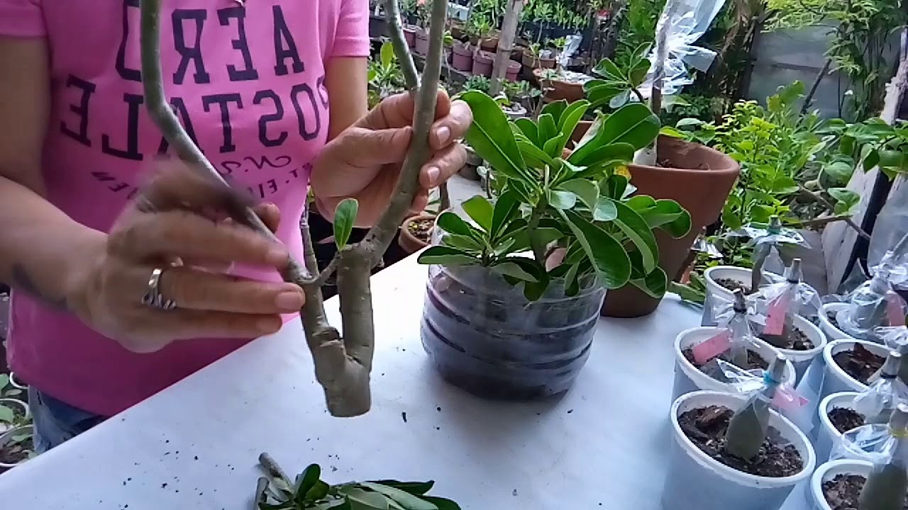 How to grow desert rose from cuttings