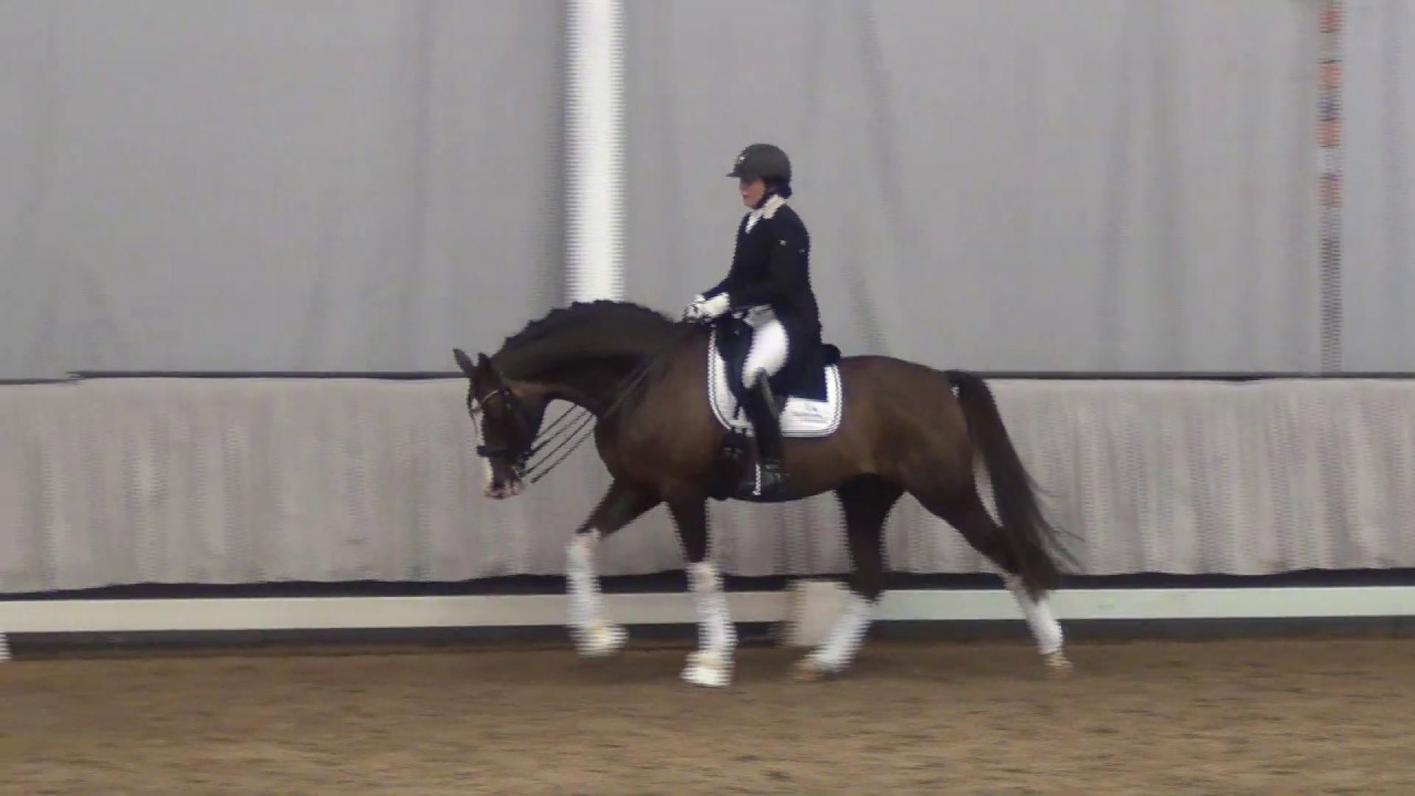 CALLAHO'S BENICIO & Jenny Andersson - Hengstgala Münster-Handorf 06.04.2019