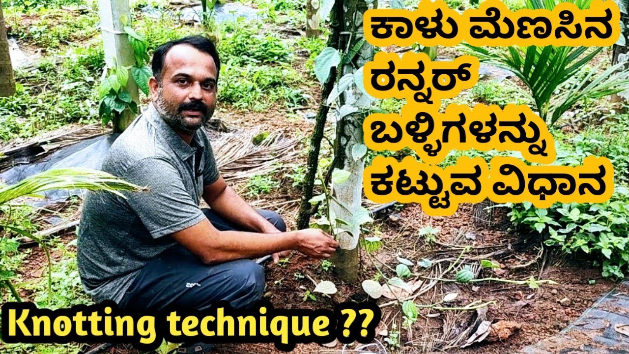 ಕಾಳು ಮೆಣಸಿನ ರನ್ನರ್ ಬಳ್ಳಿಗಳನ್ನು ಕಟ್ಟುವ ಸರಿಯಾದ ವಿಧಾನ   | Knotting technique ??