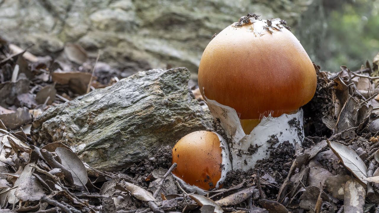 Funghi | Quando l'Ovolo buono nasce in Primavera
