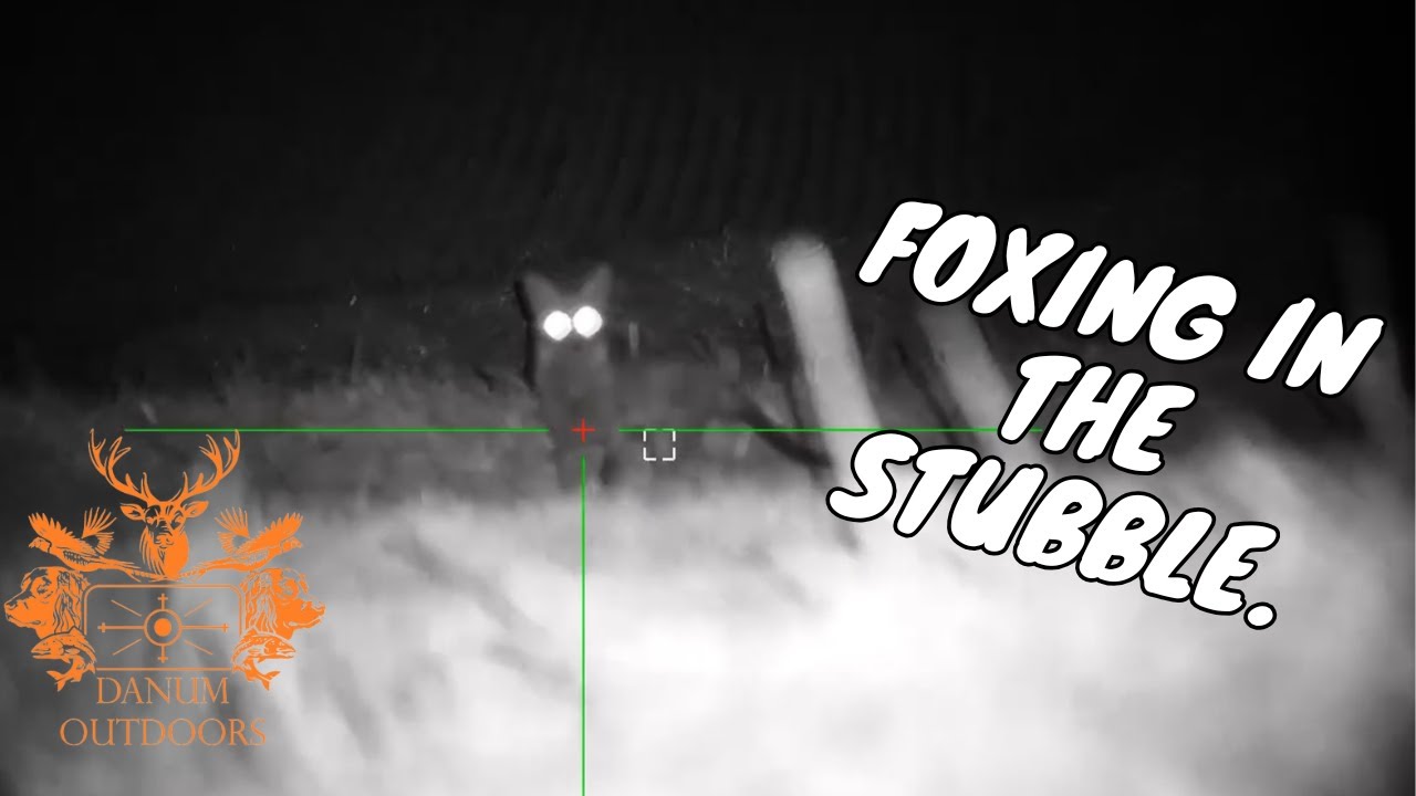 First fox on the stubble. Summer fox shooting