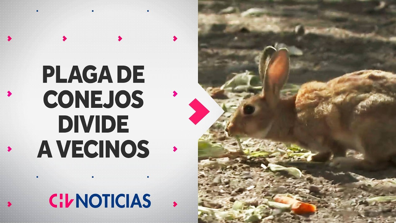 Alerta por plaga de conejos en Las Condes: ¿Cuáles son los riesgos y qué dice el SAG? - CHV Noticias