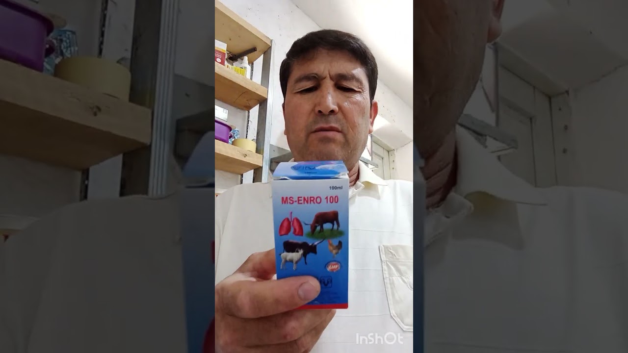 ЖУ́ЖАЛАРИМ КАСАЛ БУ́ЛИБ КОЛДИ