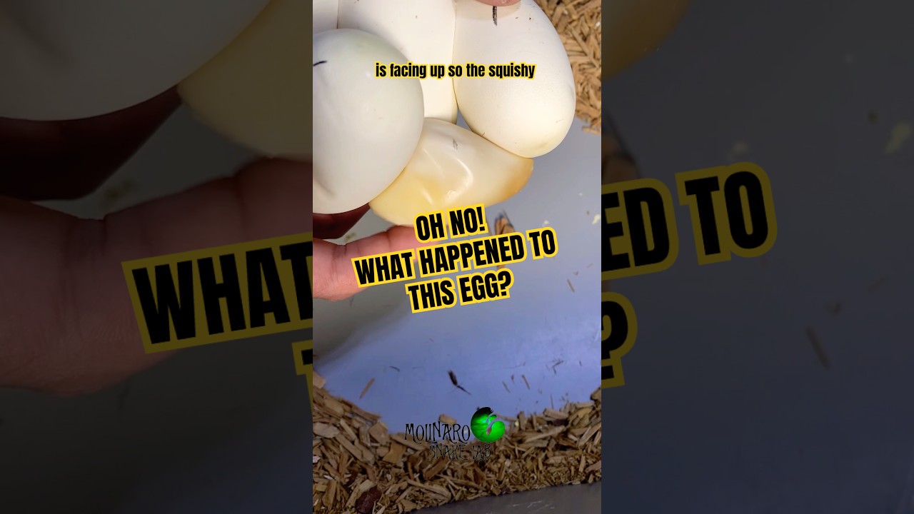 Hatching Ball Pythons! #molinarosnakelab #blueeyedlucy #snake #snakeegg #reptiles #reptilecommunity