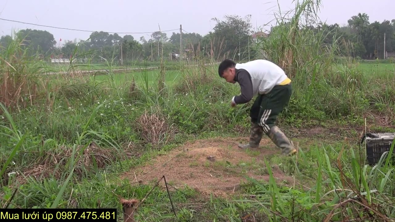 Đàn chim ri ăn ỏi khá quẩn bàn lưới úp