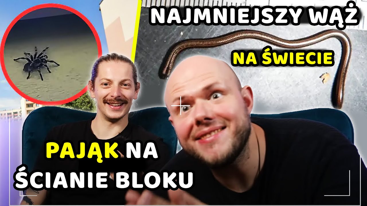 Ogromny PAJĄK na ścianie bloku i odkrycie NAJMNIEJSZEGO węża świata - VenoNews