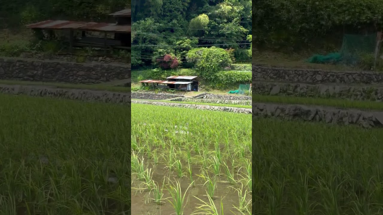 Japanese 🌾 paddey farming in village Hiroshima Asakita