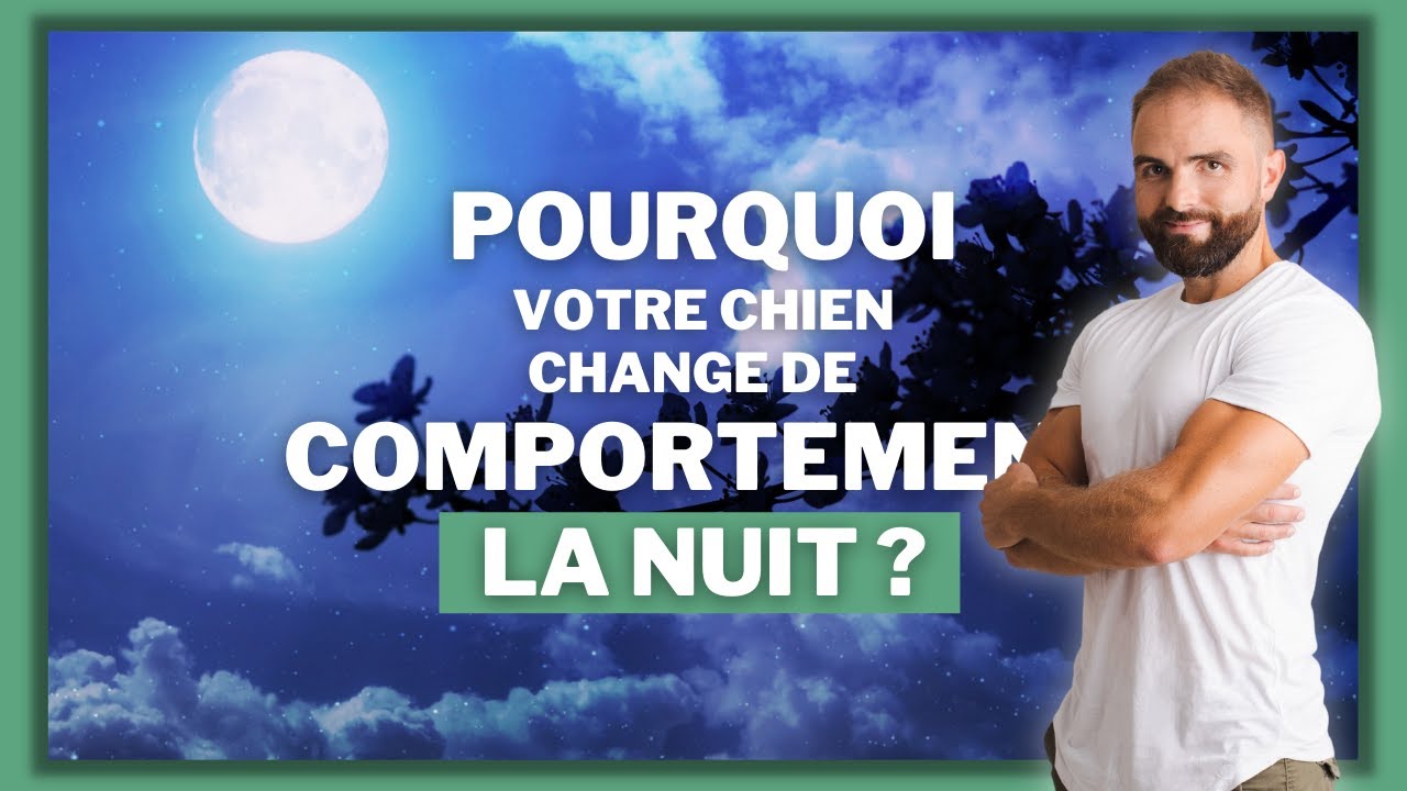 Pourquoi votre chien change de comportement la nuit ?