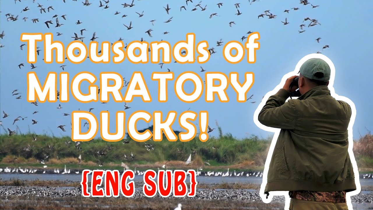 {ENG SUB} Birding Candaba Marsh in Late 2021 | Migratory Duck Galore!